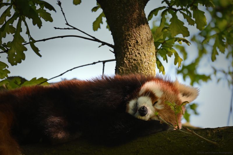Red Panda
