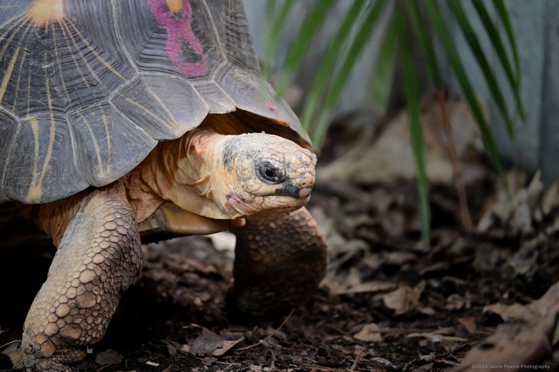 Radiated Tortoise