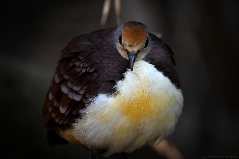 Golden Heart Dove