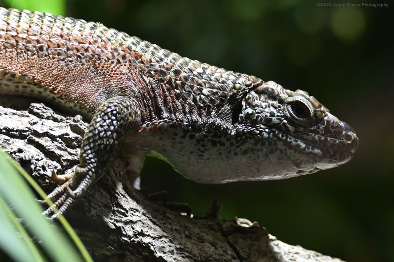 South-eastern Gilled Lizard