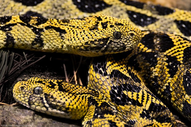 Puff Adder