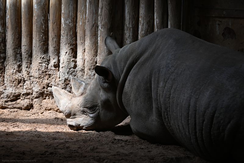 Black Rhino