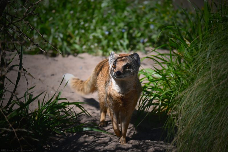 Yellow Mongoose