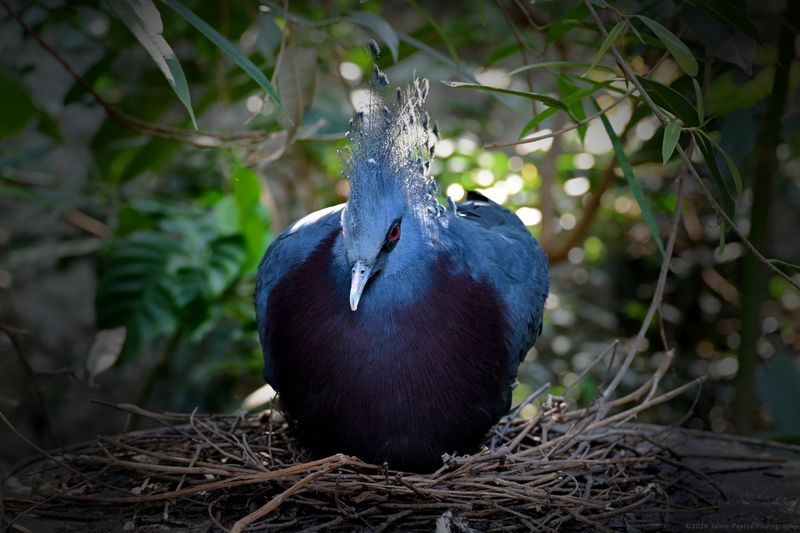 Crowned Pigeon